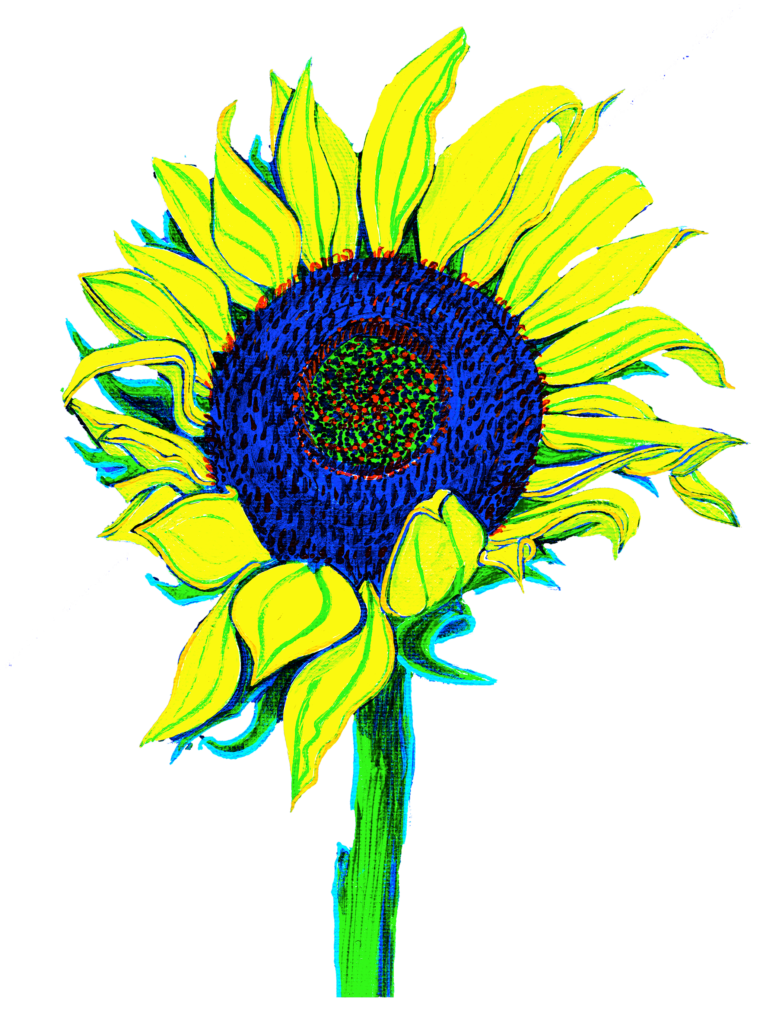 Sunflower 1