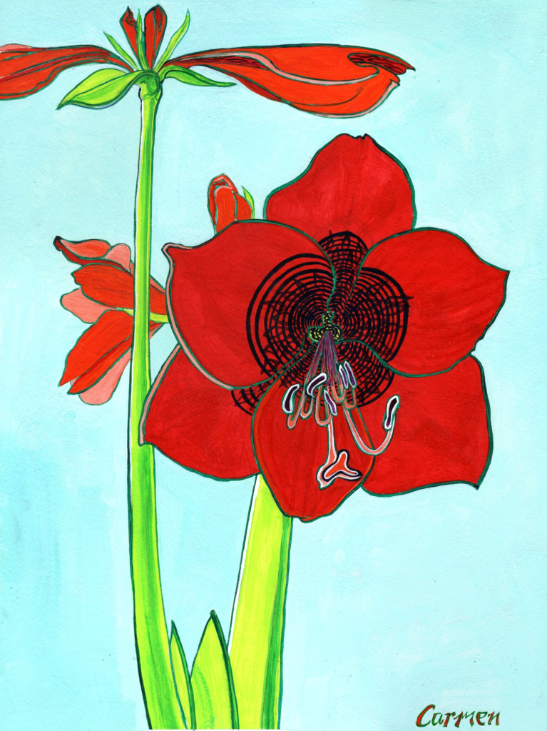 Amaryllis 3