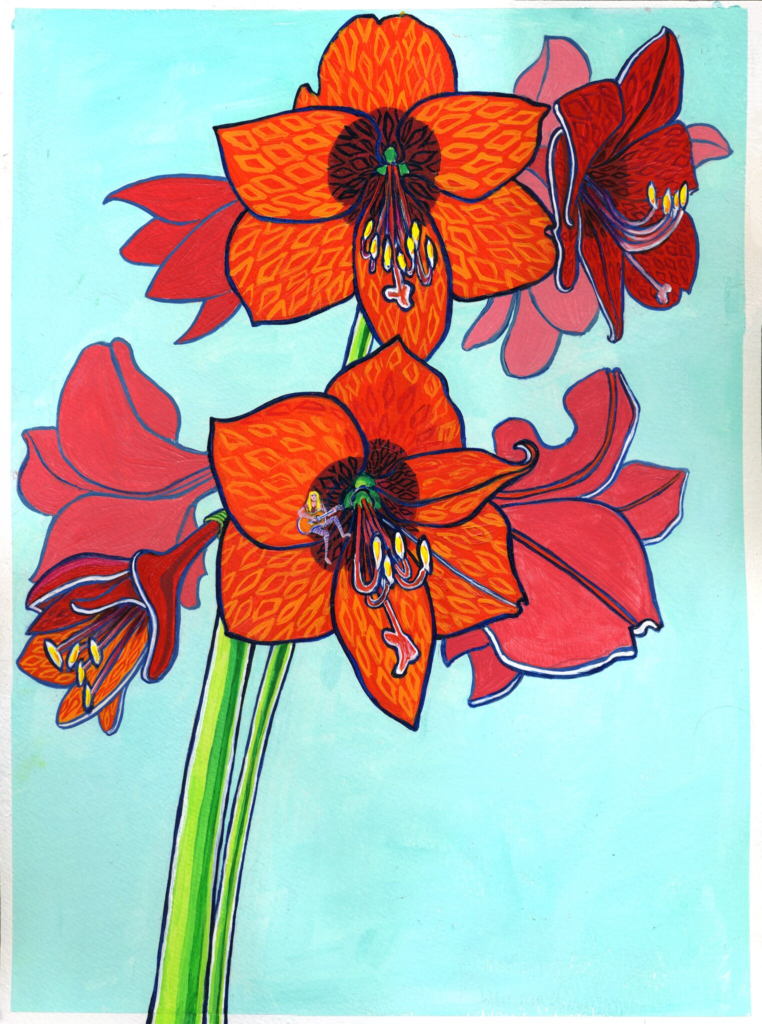 Amaryllis 4