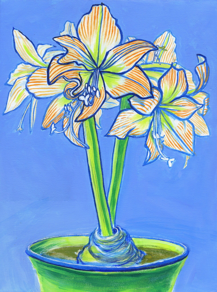 Amaryllis 7