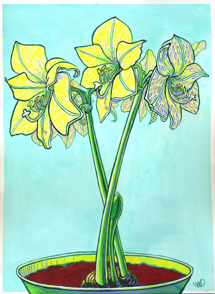 Amaryllis 9
