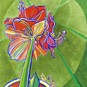 Amaryllis 34
