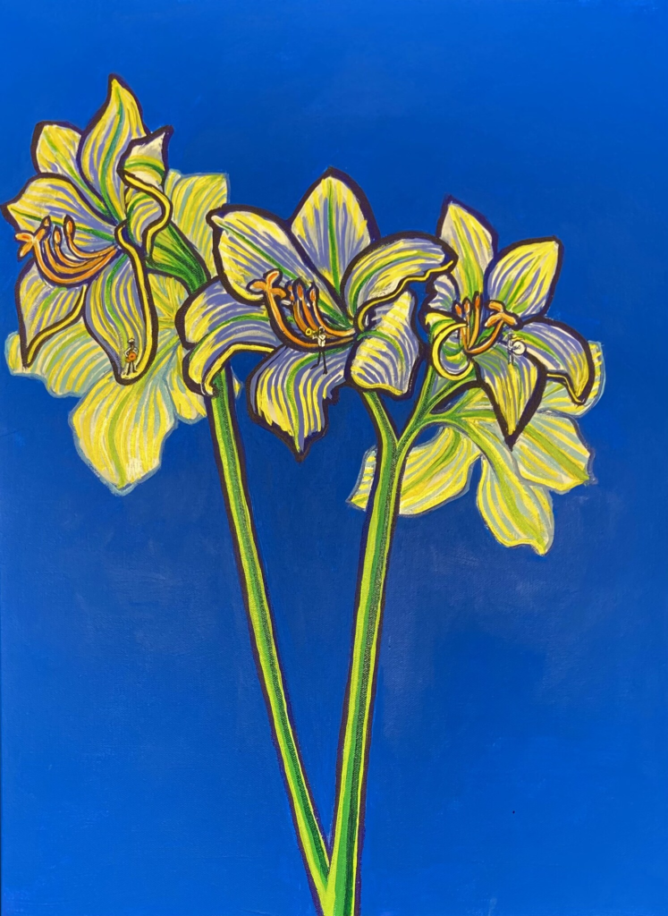 Amaryllis 13