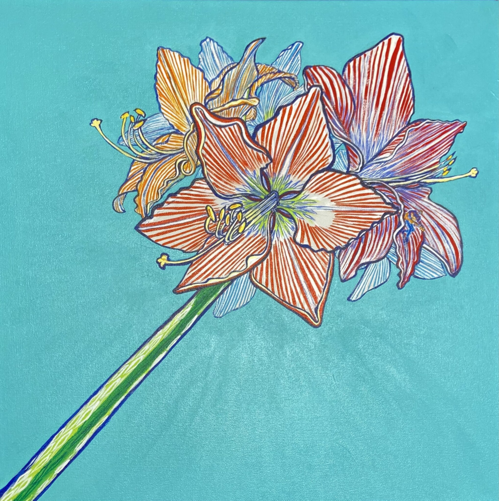 Amaryllis 27