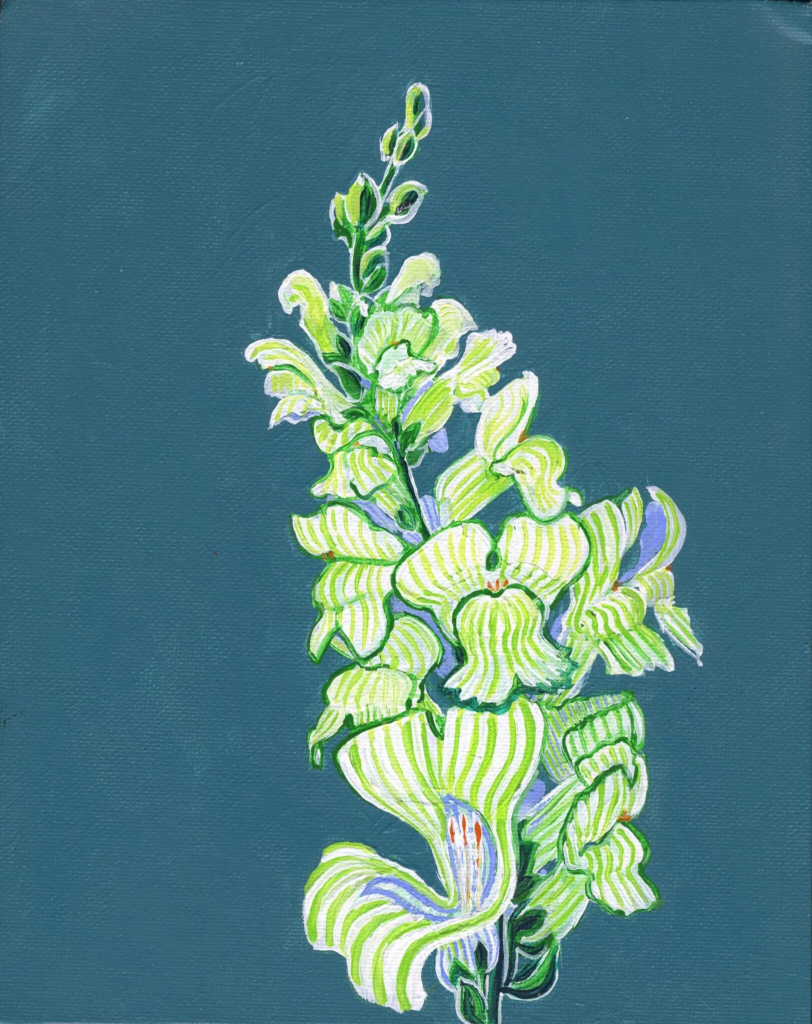 Snap Dragon 2