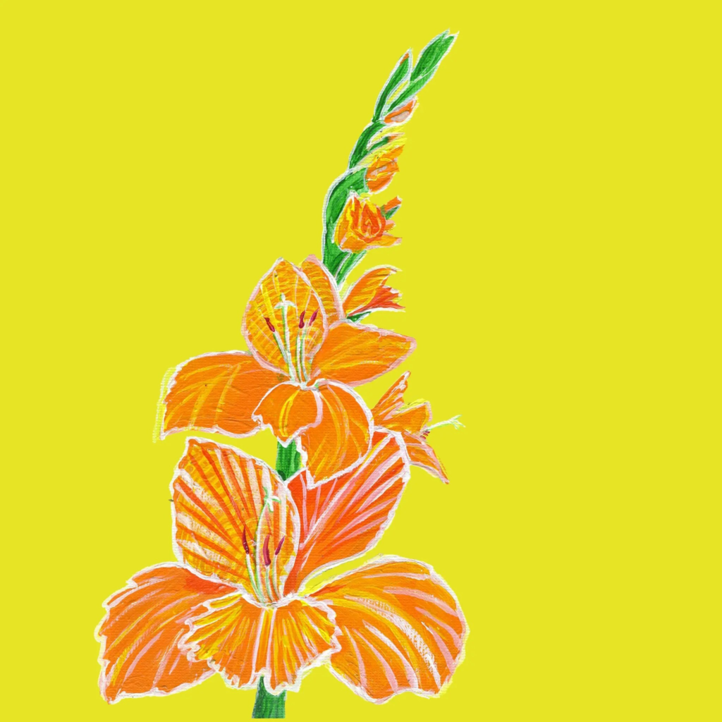 Gladiolus 2
