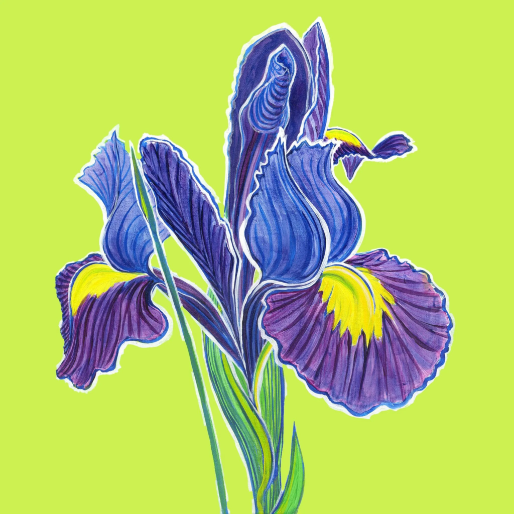 Iris 2