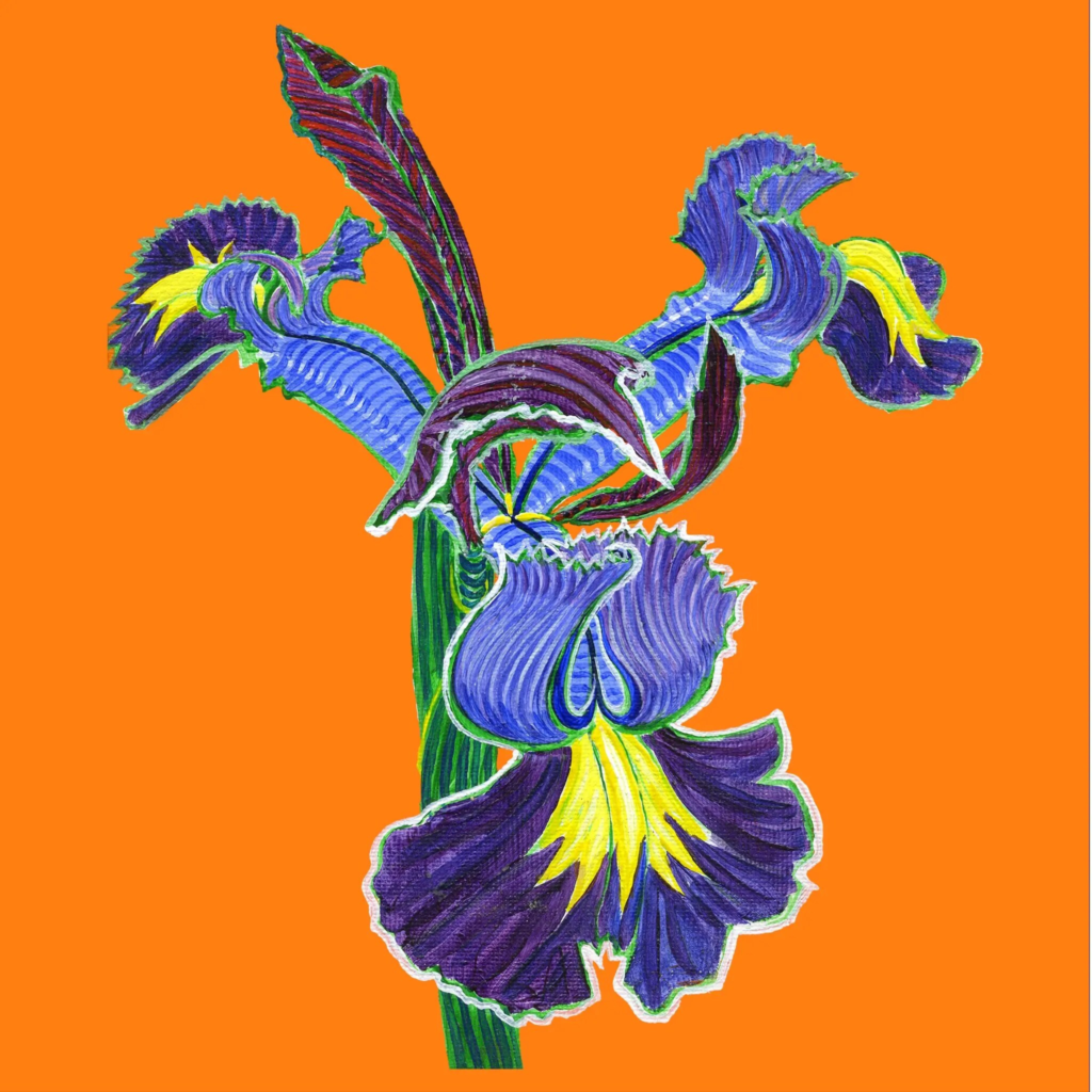 Iris 1